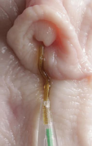 Sheep Artificial Insemination